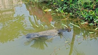 নারায়ণগঞ্জ শহরের জিমখানা থেকে অজ্ঞাত ব্যক্তির মরদেহ উদ্ধার
