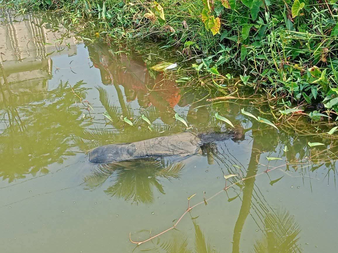 নারায়ণগঞ্জ শহরের জিমখানা থেকে অজ্ঞাত ব্যক্তির মরদেহ উদ্ধার